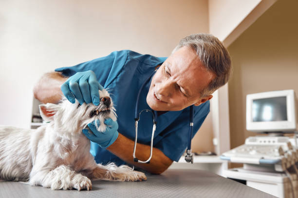 Best 24-Hour Emergency Dental Care in Westport, NC
